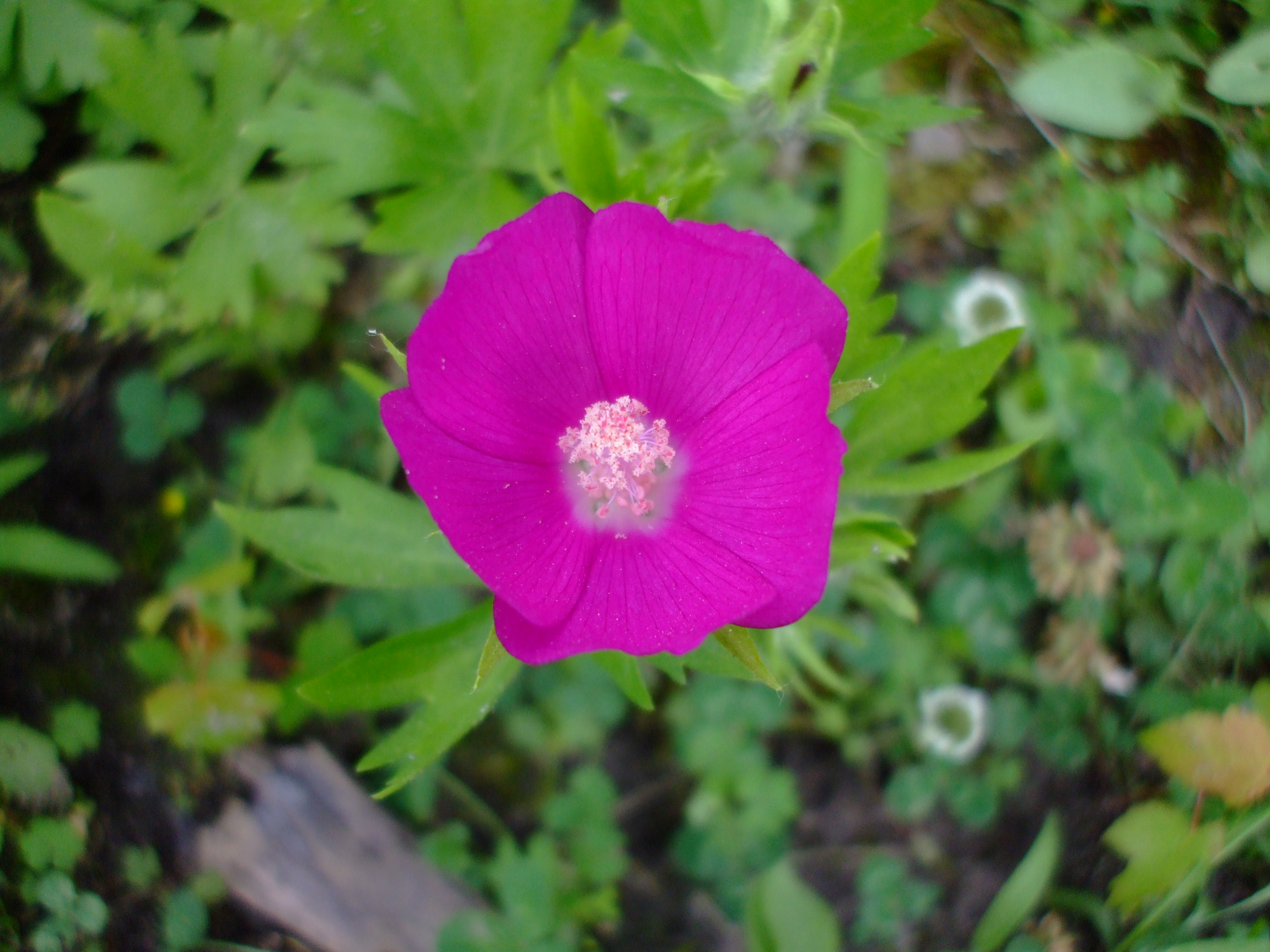 Callirhoe involucrata